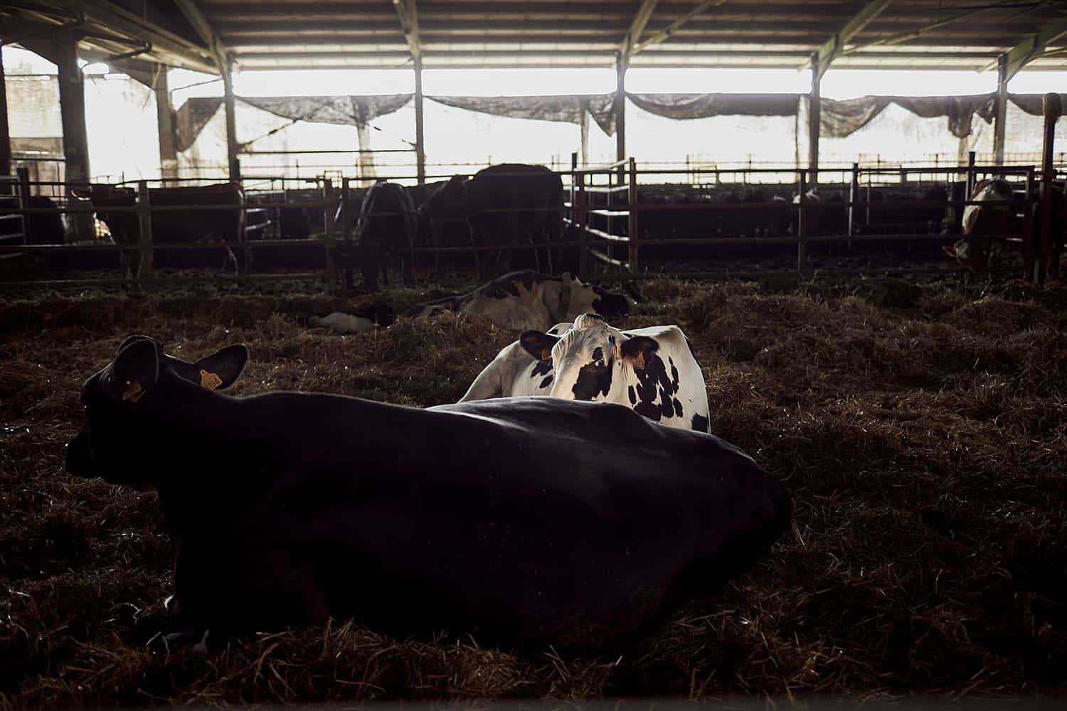 Ritratti aziendali da fotografo commerciale Treviso, Vicenza Bassano Padova e Venezia e reportage aziendale azienda agricola Mogliano Veneto con foto di agricoltura biologica naturale e stile luce controllata