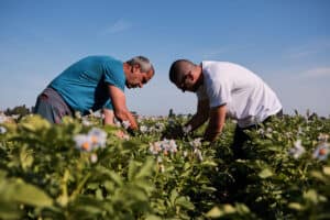 Fotografo reportage industriale agricoltura campi irrigazione a goccia coltivazioni
